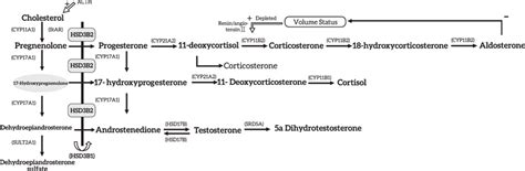3 beta hsd deficiency|3 beta tests.